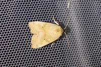 Cosmia trapezina