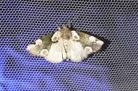 Thyatira batis