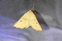 Crocallis elinguaria