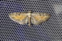 Eupithecia icterata