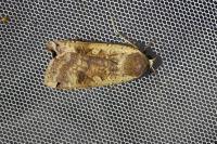 Noctua pronuba