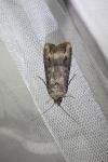 Agrotis ipsilon