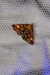 Pyrausta purpuralis