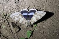 Catocala fraxini