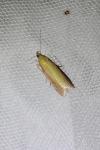Oncocera semirubella