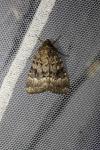 Amphipyra pyramidea