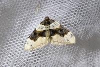 Cosmorhoe ocellata