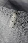 Coscinia cribraria cribraria
