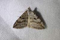 Aplocera efformata/plagiata