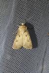 Agrotis exclamationis exclamationis