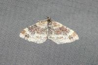 Xanthorhoe spadicearia/ferrugata