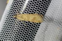 Nomophila noctuella