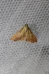 Endotricha flammealis