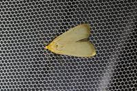 Katha depressa