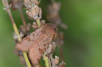 Agrochola lychnidis