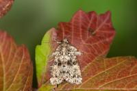 Callopistria latreillei