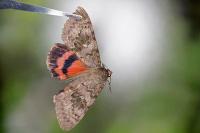 Catocala elocata