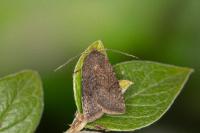 Conistra staudingeri
