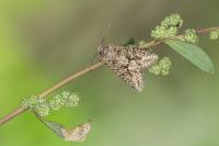 Dryobotodes eremita
