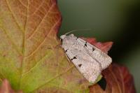 Eugnorisma glareosa