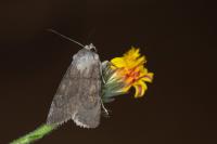 Euxoa decora simulatrix