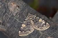 Idia calvaria