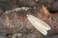 Manulea complana