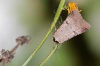 Lygephila craccae