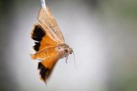 Noctua fimbriata