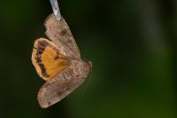 Noctua orbona
