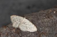 Scopula marginepunctata