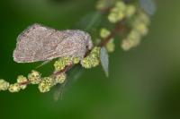 Trichiura crataegi