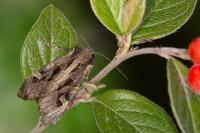 Trigonophora jodea