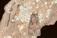 Agrotis segetum