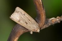Agrotis trux