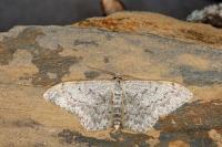 Scopula marginepunctata