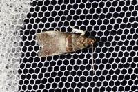 Acrobasis advenella