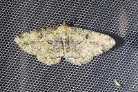 Peribatodes rhomboidaria rhomboidaria