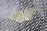 Idaea subsericeata