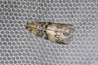 Euzophera pinguis