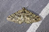 Peribatodes ilicaria ilicaria