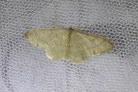 Idaea straminata