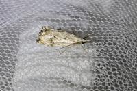 Catoptria falsella