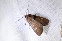 Xestia xanthographa