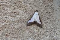 Cydalima perspectalis