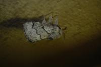Trichiura crataegi
