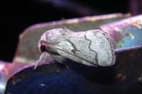 Trichiura crataegi