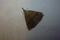 Hypena proboscidalis