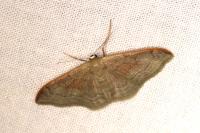 Idaea degeneraria