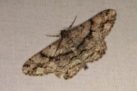Peribatodes umbraria umbraria